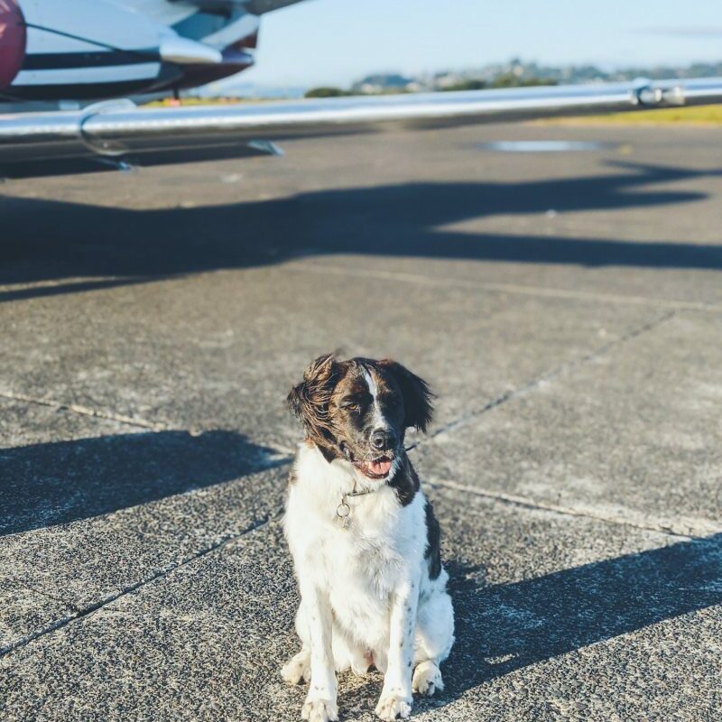 Best Dog Friendly Airlines