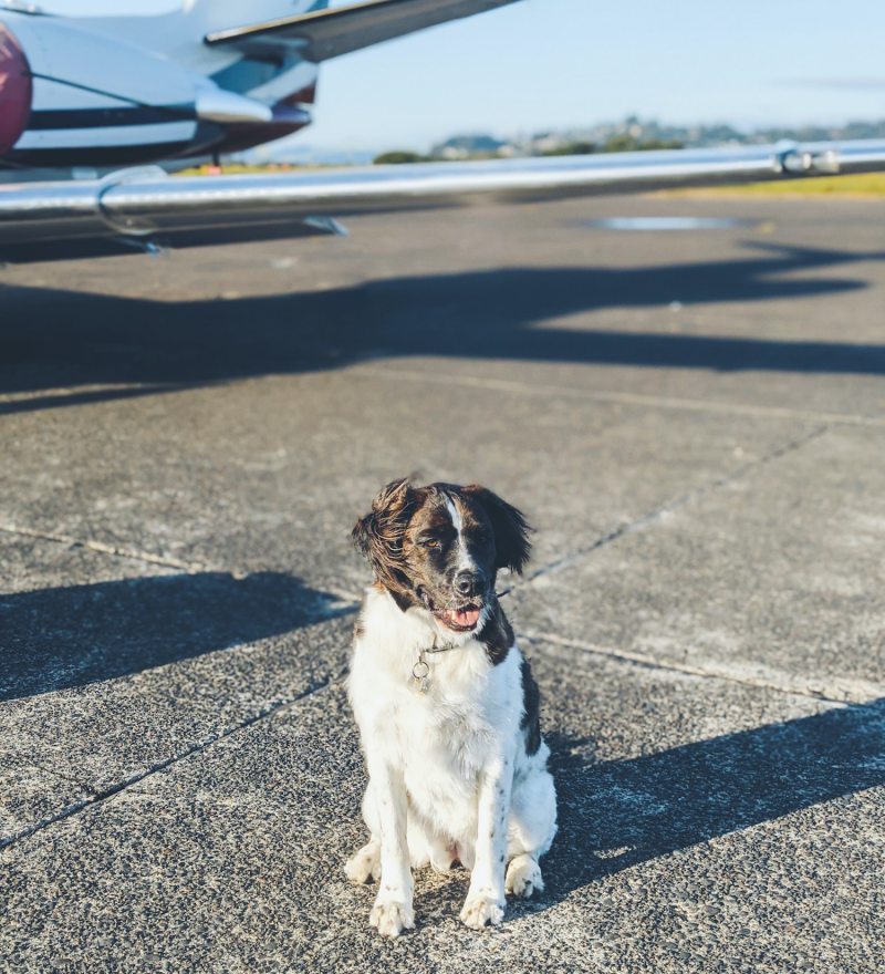 Best Dog Friendly Airlines