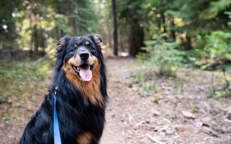 Best Dog Friendly Backpacking Trips