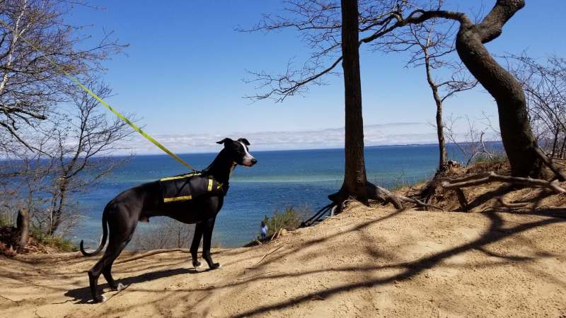 Best Dog Friendly Bay Area Hikes