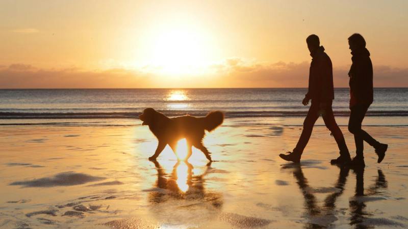 Best Dog Friendly Beach Holidays