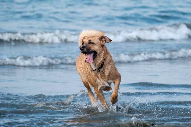 Best Dog Friendly Beaches Central Coast