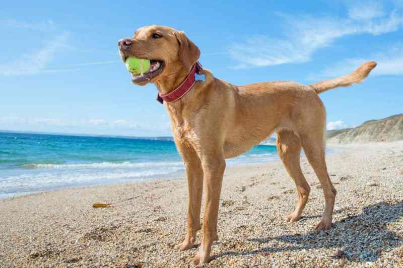 Best Dog Friendly Beaches Cornwall