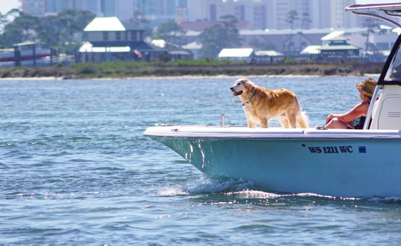 Best Dog Friendly Beaches Gulf Coast