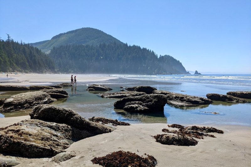 Best Dog Friendly Beaches Oregon Coast