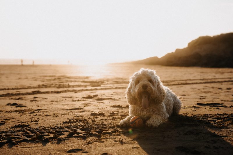 Best Dog Friendly Beaches South Coast Uk