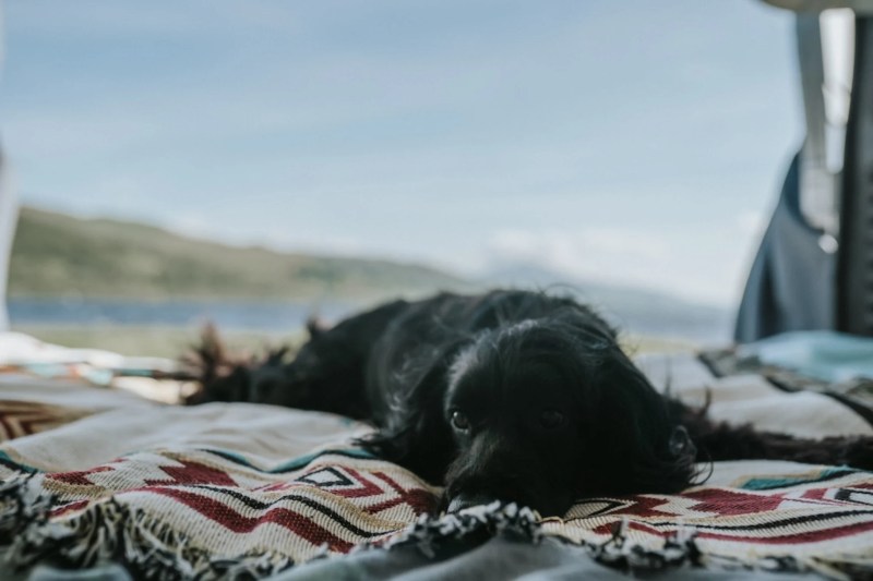 Best Dog Friendly Beaches Uk