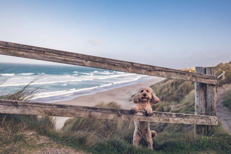 Best Dog Friendly Cornwall Beaches