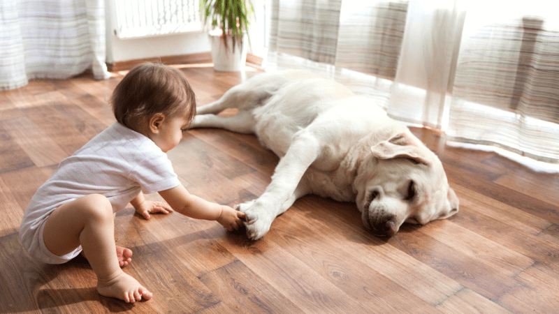 Best Dog Friendly Flooring