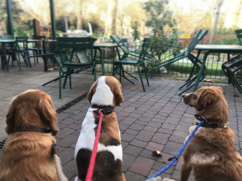 Best Dog Friendly Food Places Near Me