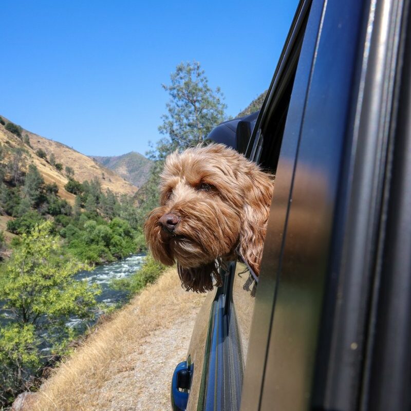 Best Dog Friendly Hikes Yosemite