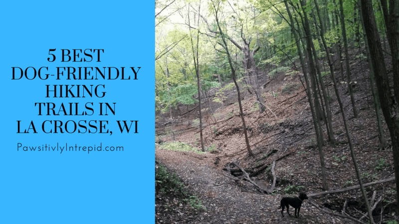 Best Dog Friendly Hiking Trails Near Me