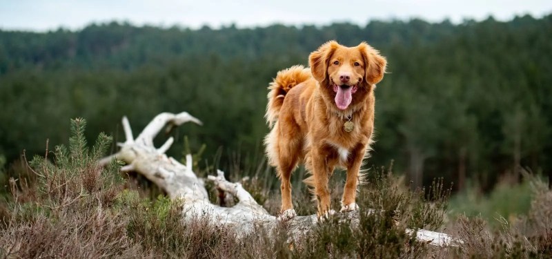 Best Dog Friendly Holidays In Scotland