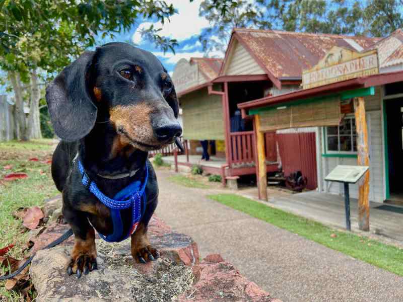 Best Dog Friendly Holidays Qld