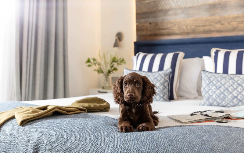 Best Dog Friendly Hotels Cotswolds