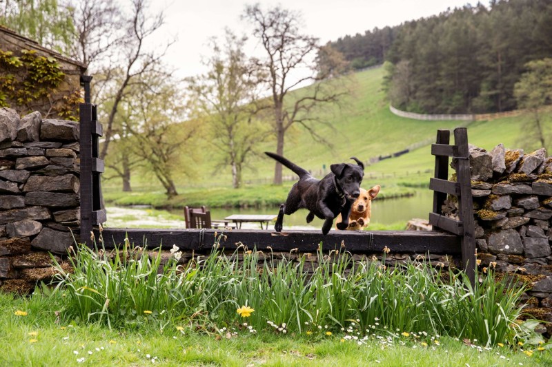 Best Dog Friendly Hotels Yorkshire