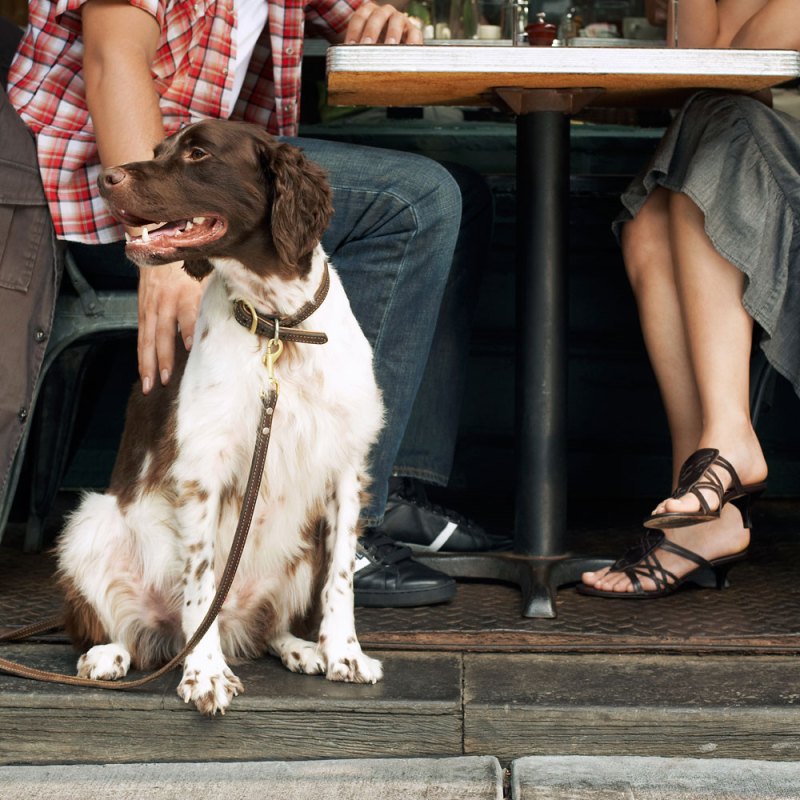 Best Dog Friendly Lunch Near Me