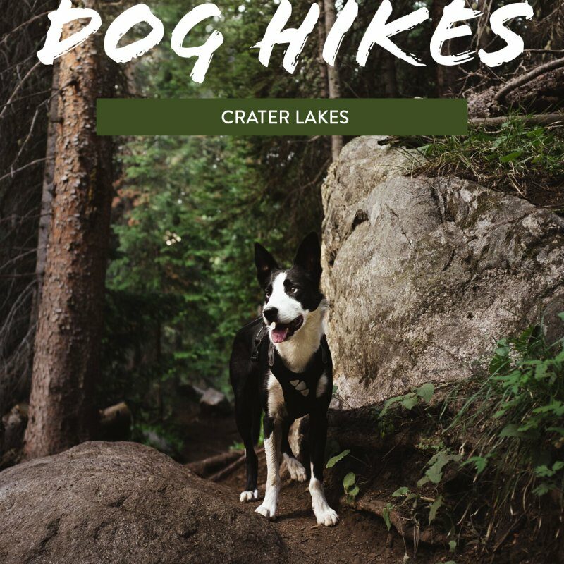 Best Dog Friendly Nature Trails Near Me