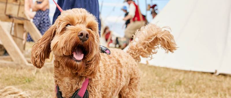 Best Dog Friendly Places In Usa