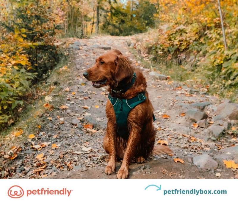 Best Dog Friendly Resorts Minnesota