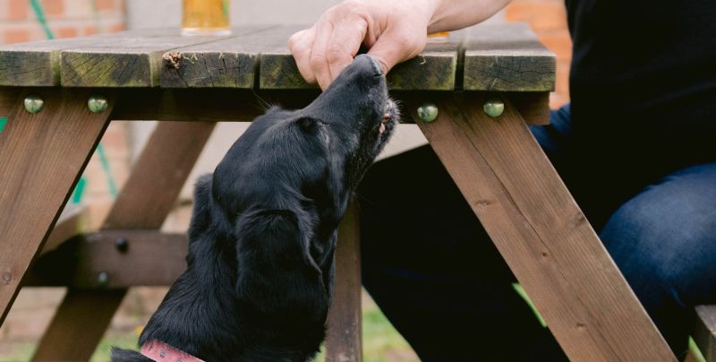 Best Dog Friendly Restaurants Keswick