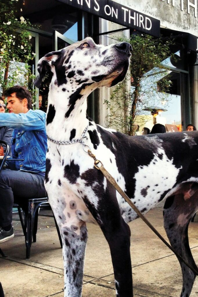 Best Dog Friendly Restaurants Near Me With Outdoor Seating