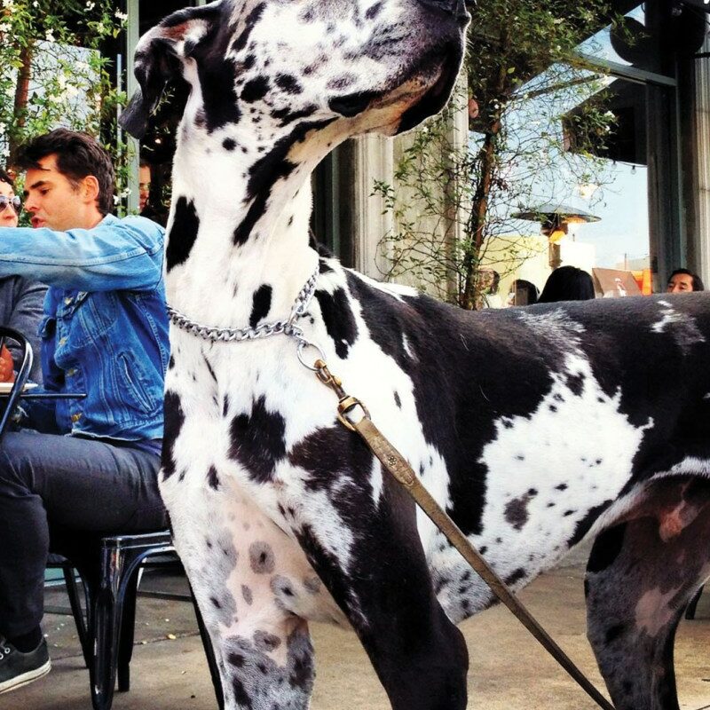 Best Dog Friendly Restaurants Near Me With Outdoor Seating