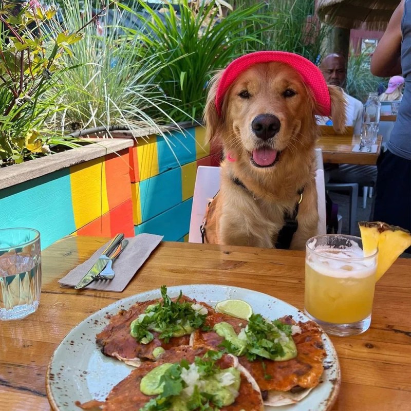 Best Dog Friendly Restaurants Orange County