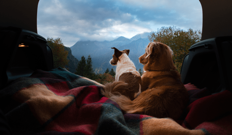 Best Dog Friendly Road Trips