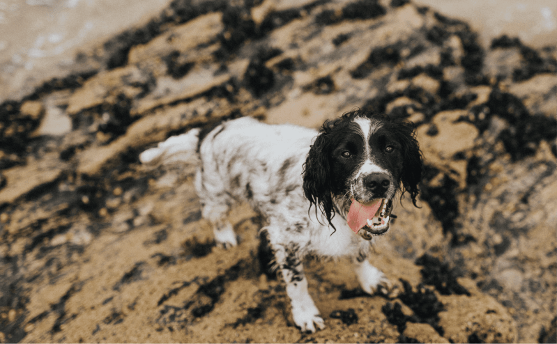 Best Dog Friendly Things To Do In Cornwall