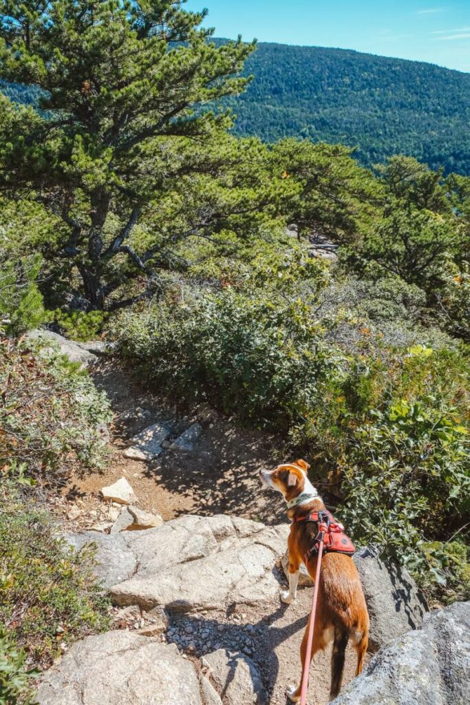 Best Dog Friendly Trails Acadia National Park