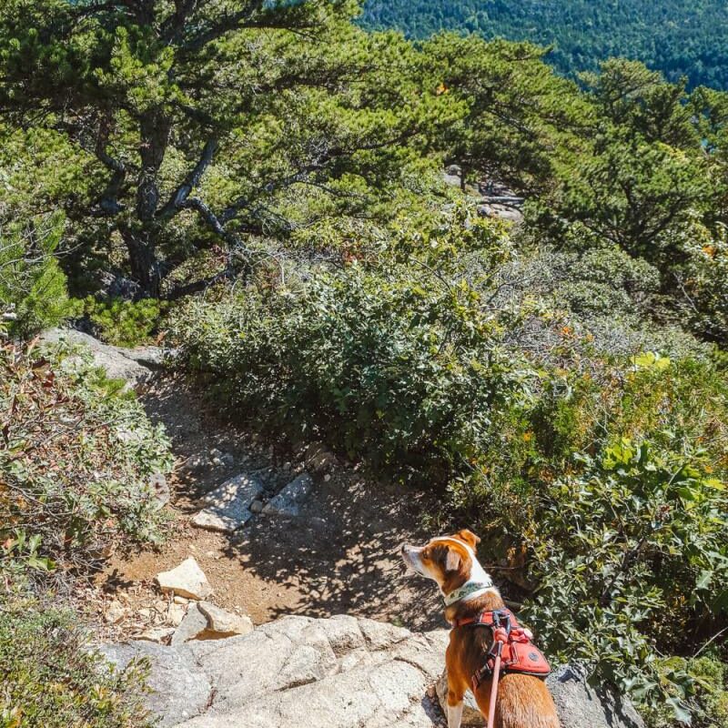 Best Dog Friendly Trails Acadia National Park