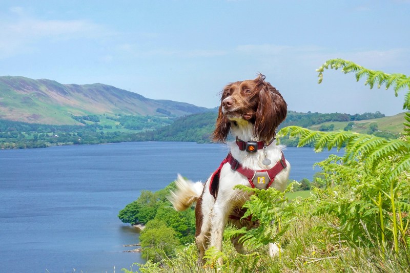 Best Dog Friendly Uk Holidays