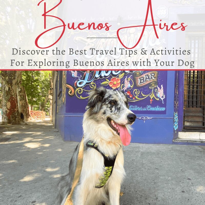 Best Dog Friendly Vacations Usa