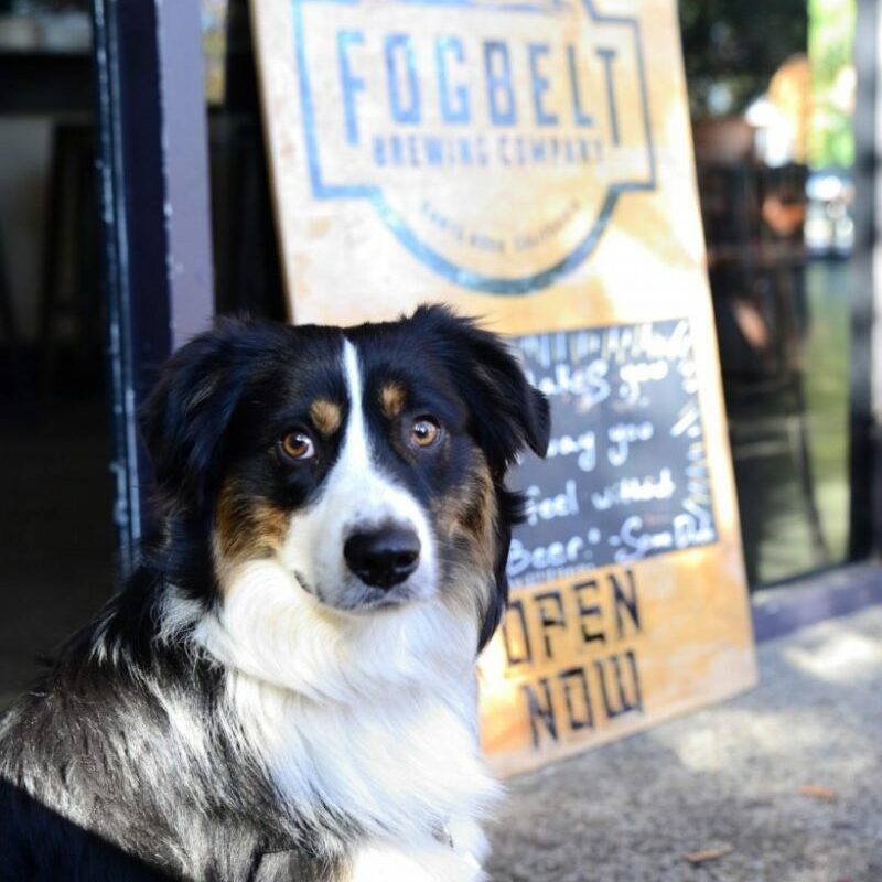 Best Dog Friendly Wineries Sonoma