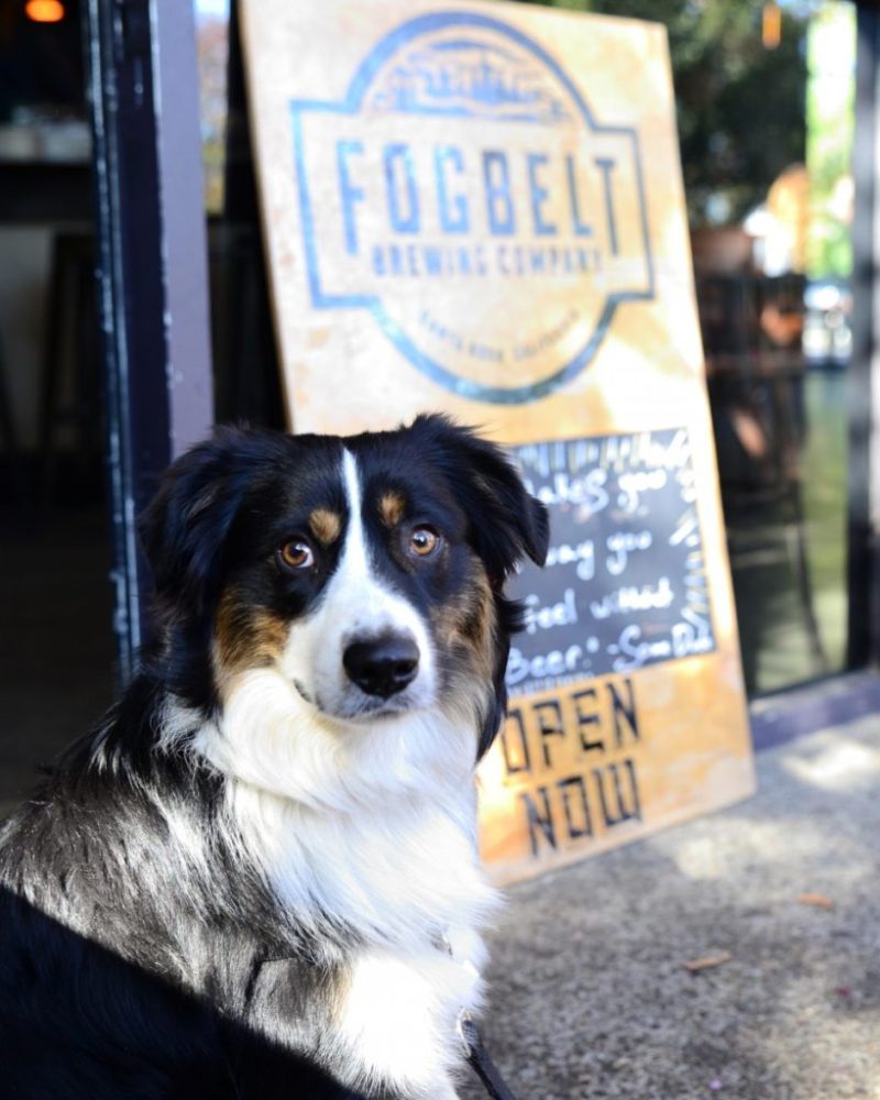 Best Dog Friendly Wineries Sonoma