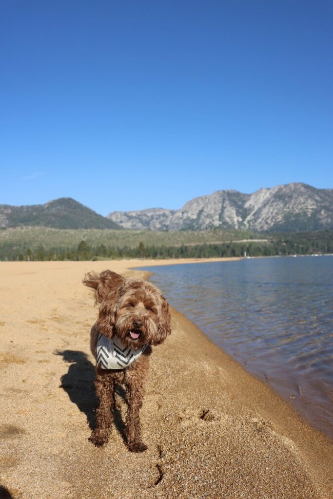 Best Dog Vacations In California