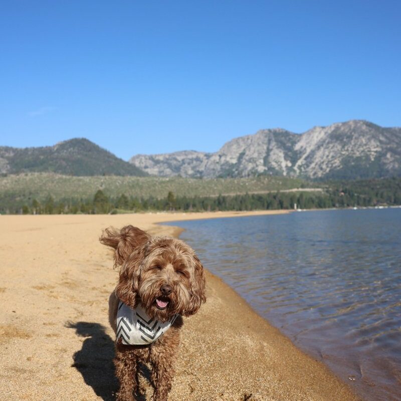 Best Dog Vacations In California