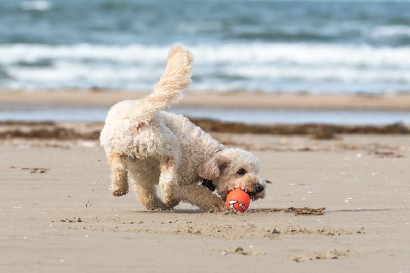 Best Pet Friendly Beaches On East Coast