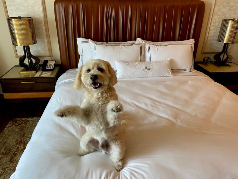 Best Pet Friendly Hotels East Coast