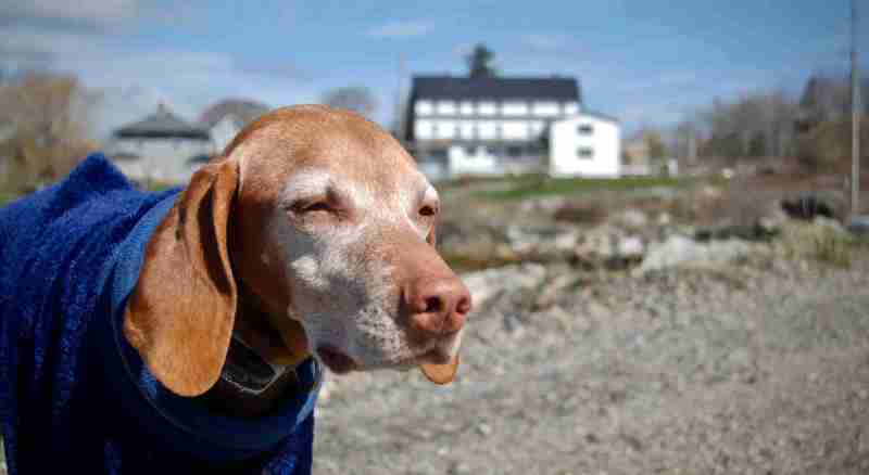 Best Pet Friendly Lodging Maine