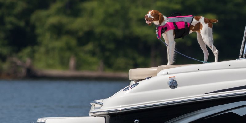 Boat Trips With Dogs Near Me