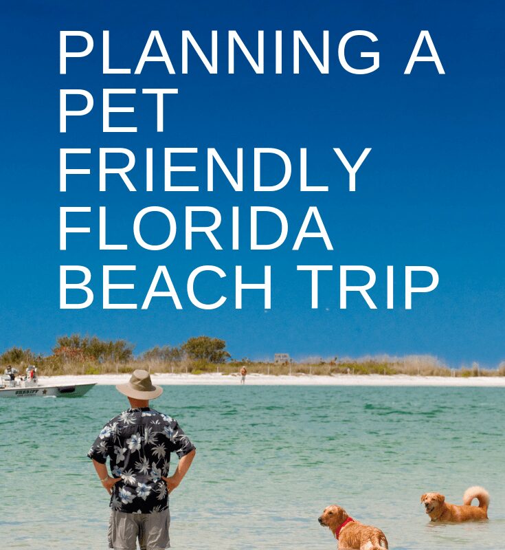 Dog Friendly Beaches On East Coast Of Florida