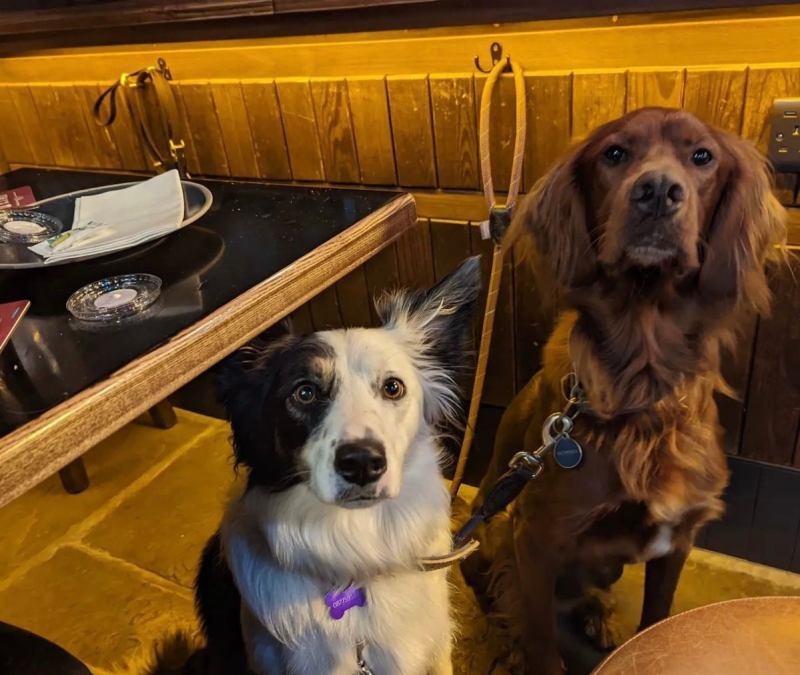 Dog Friendly Breweries With Food Near Me