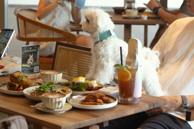 Dog Friendly Cafes And Pubs Near Me