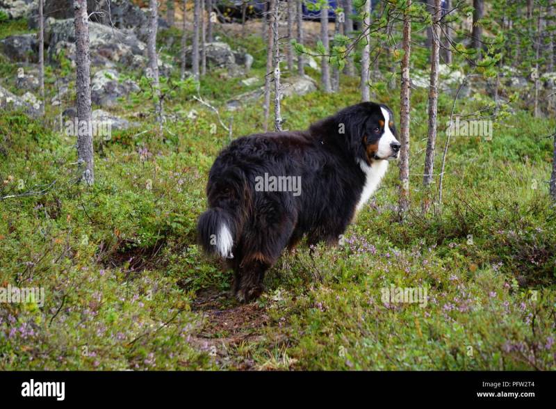 Dog Friendly Forest Holidays