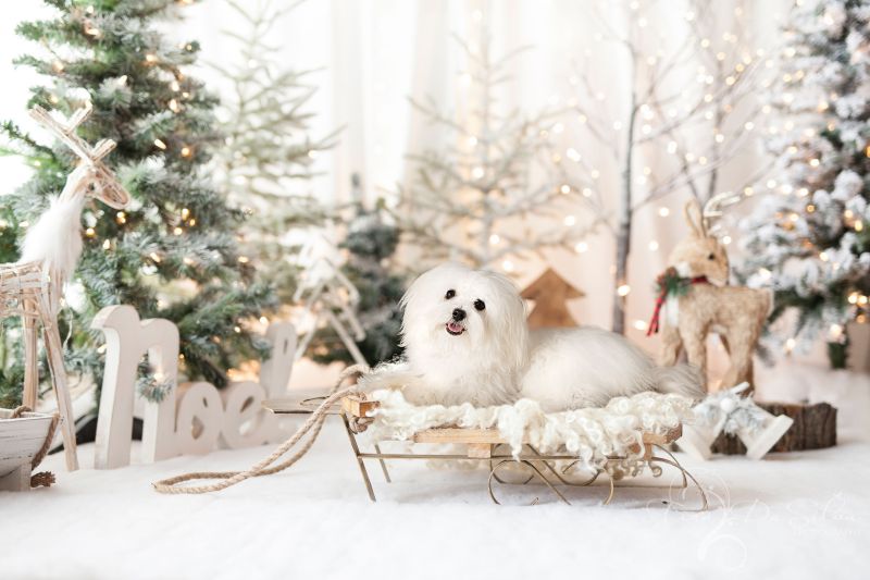 Dog Friendly Holiday Events Near Me