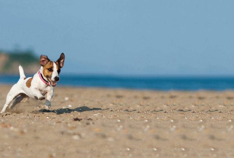 Dog Friendly Holidays Devon And Cornwall