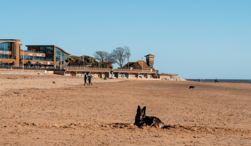 Dog Friendly Holidays Exmouth