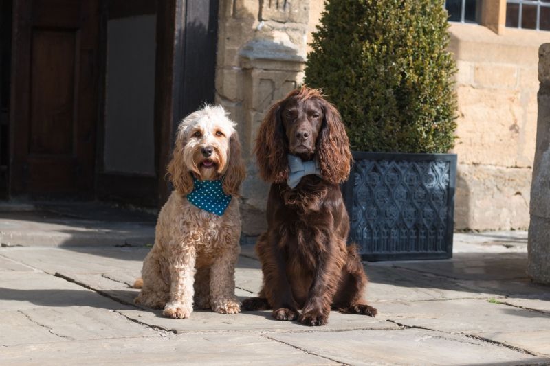 Dog Friendly Holidays London